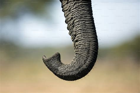 close up of elephant trunk