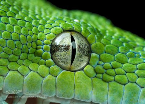 close up snake eye
