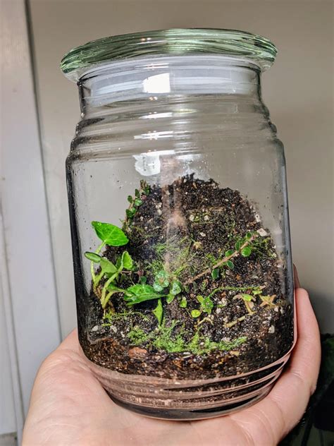 Closed Terrarium Reddit