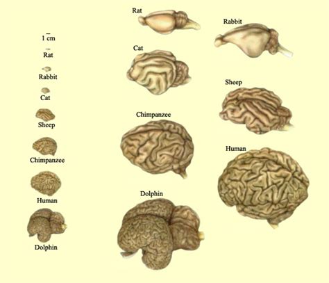 closest brain to human