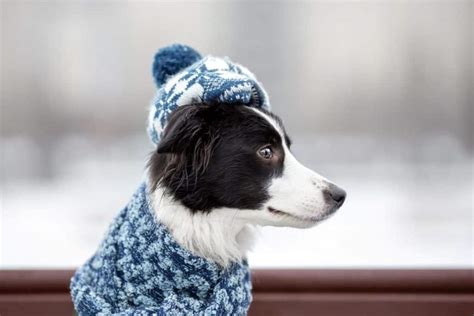 Clothes For Border Collies