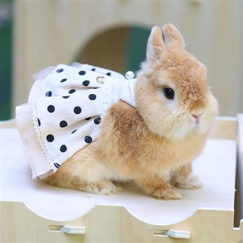 Clothes For Bunnies