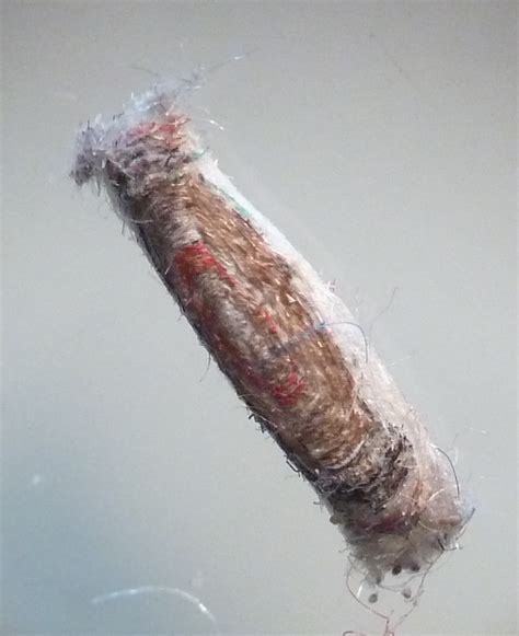 Clothes Moth Cocoon Identification