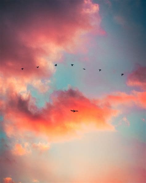 cloud and bird wallpaper