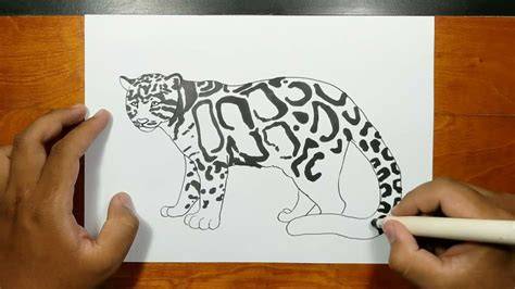 Art painting Clouded Leopard Animal drawings, Clouded leopard, Colorful drawings