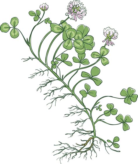 Clover A Legume