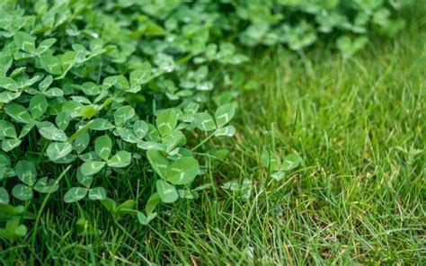 Clover Grass For Lawn