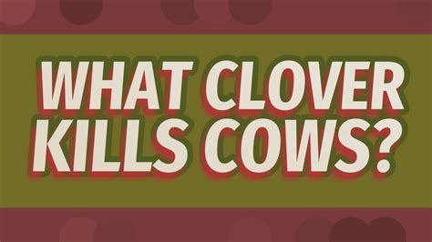 clover kills cows