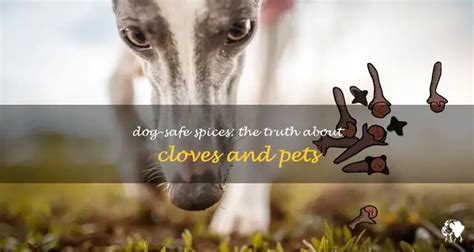 Cloves And Pets