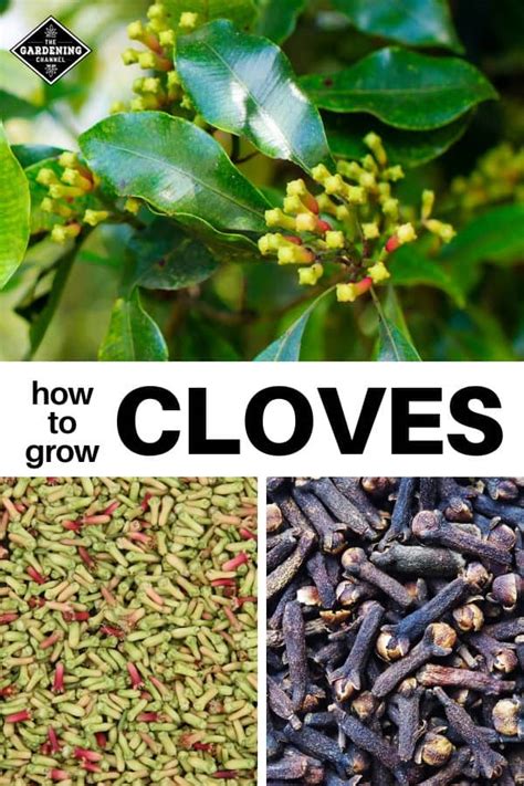 Cloves Growing Information