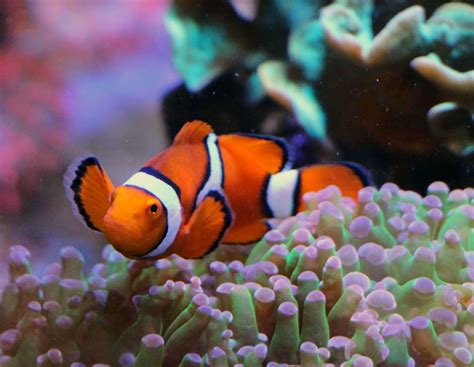 Clownfish food