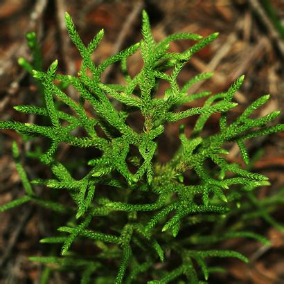 club moss plant for sale