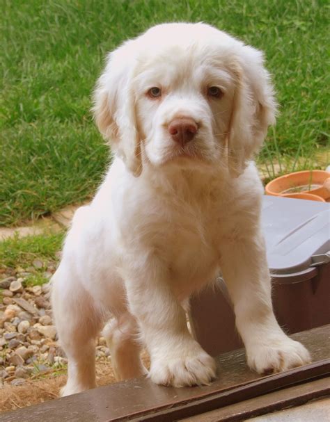 Clumber Spaniel Puppies For Sale Near Me
