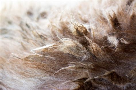 Clumping Fur On Cats