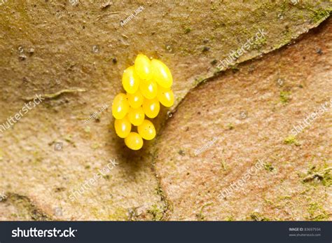 cluster yellow insect eggs identification