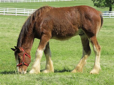 clydesdale horses for sale near ohio