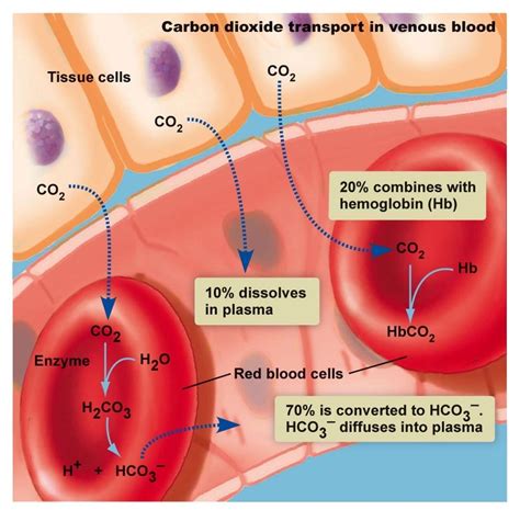 CO2 Transportation in Blood