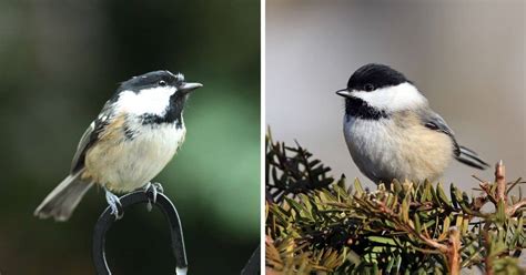 Discover 8 Insights coal tit vs chickadee revealing their unique traits