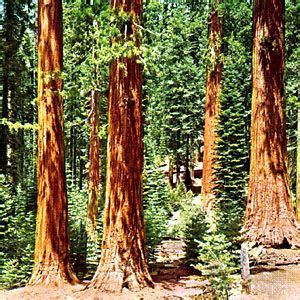 Everything You Need To Know About Coast Redwood