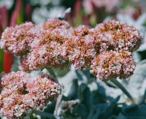 Coast Buckwheat Flower