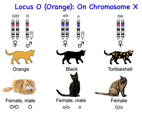 Coat Colour In Cats Is An Example Of Discontinuous Variation