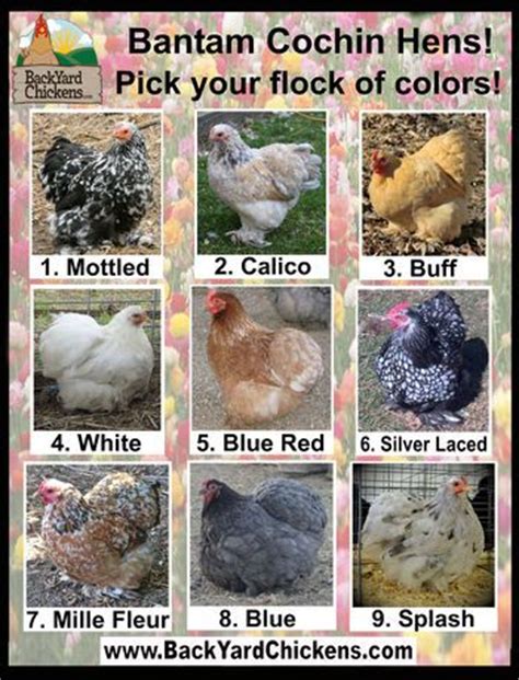 Egg Color Chart Find Out What Egg Color Your Breed Lays BackYard