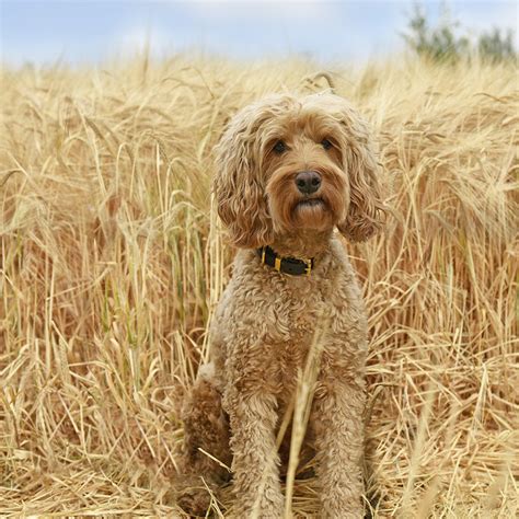 Cockapoo Breed Description