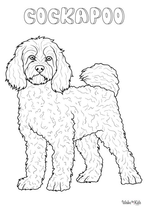 Cockapoo Coloring Pages Free