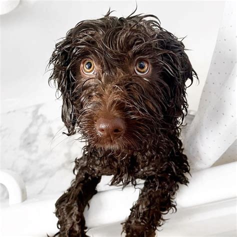 cockapoo