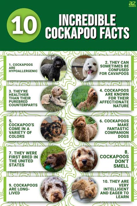Cockapoo Dog Facts