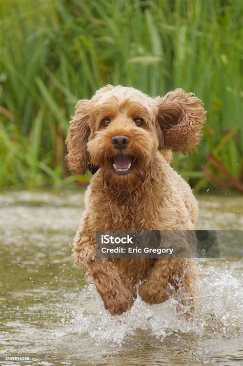 cockapoo