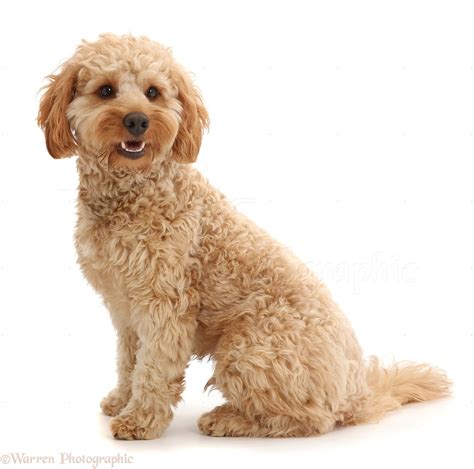 cockapoo