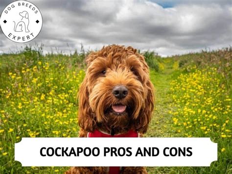 cockapoo pros and cons