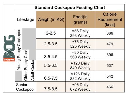 Cockapoo Puppy Feeding Guide Uk
