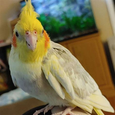cockatiel adoption near me