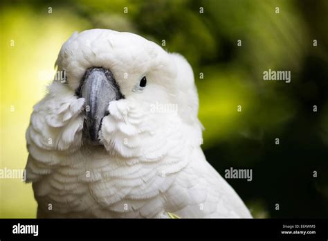 Cockatoo Fluffed Up