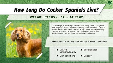 cocker spaniel average age