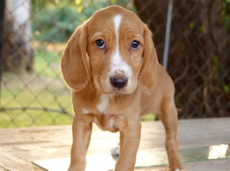 cocker spaniel beagle mix puppies