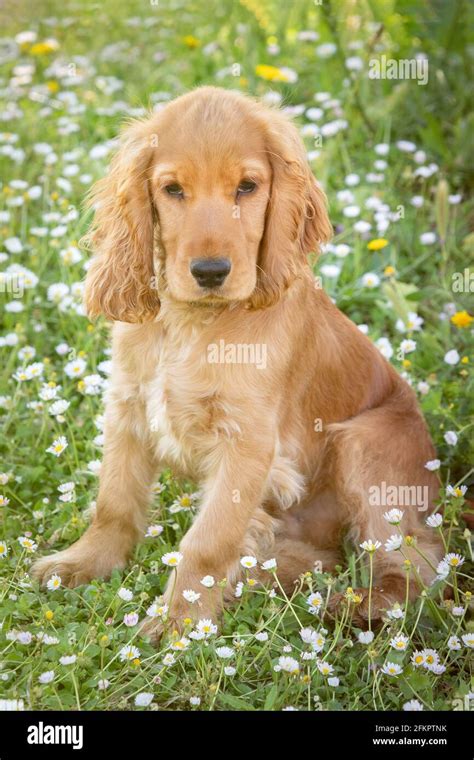 cocker spaniel blonde