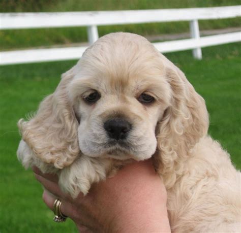 cocker spaniel breeders nj