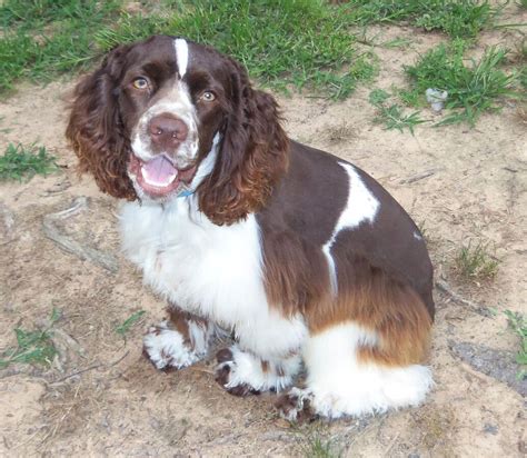 cocker spaniel brown and white