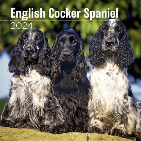 Cocker Spaniel Calendar 2024