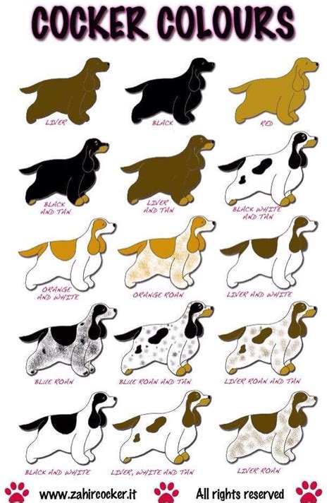 Cocker Spaniel Colours Chart