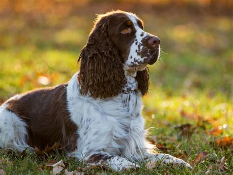 Cocker Spaniel Dog Information