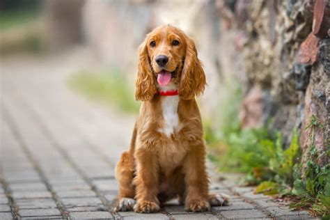 cocker spaniel full grown