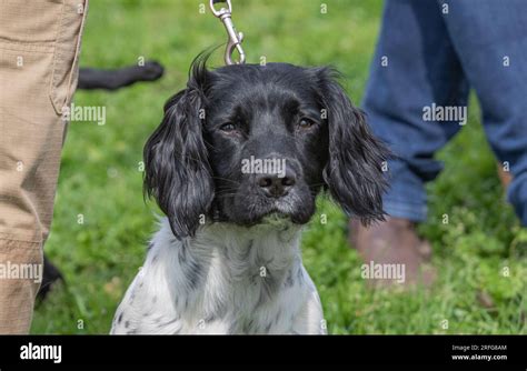 Cocker Spaniel Gun Dog Training