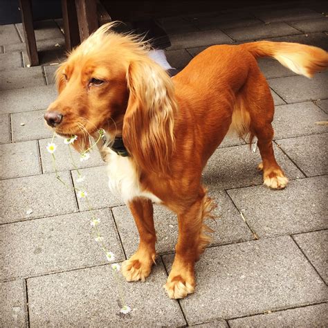 Cocker Spaniel Herding Dog