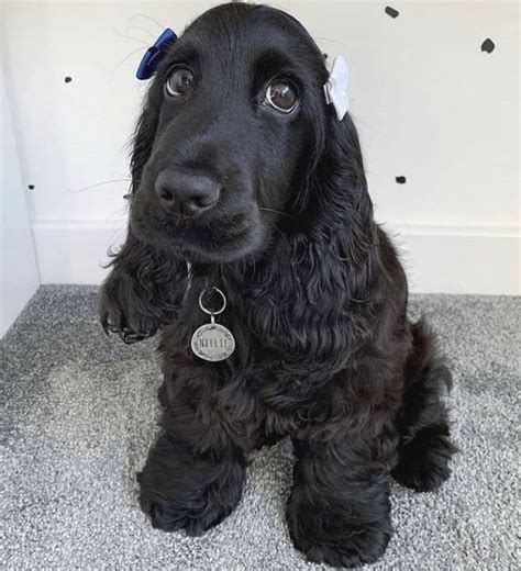 cocker spaniel in black