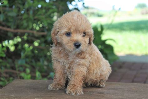 cocker spaniel mix puppies for sale