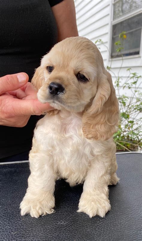 Cocker Spaniel Puppies For Sale Near Me: All You Need To Know In 2023